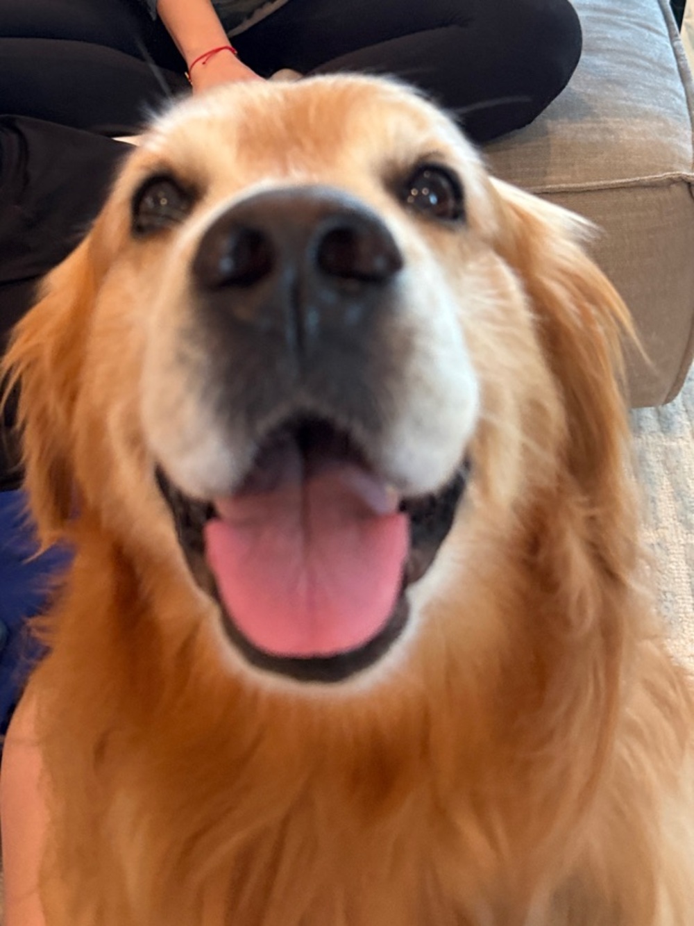 Beautiful Golden Retriever